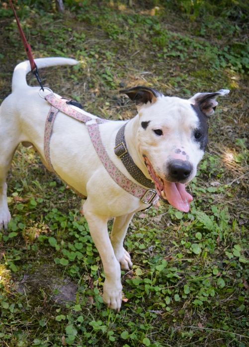 Amstaff Stanisław szuka odpowiedzialnego domu