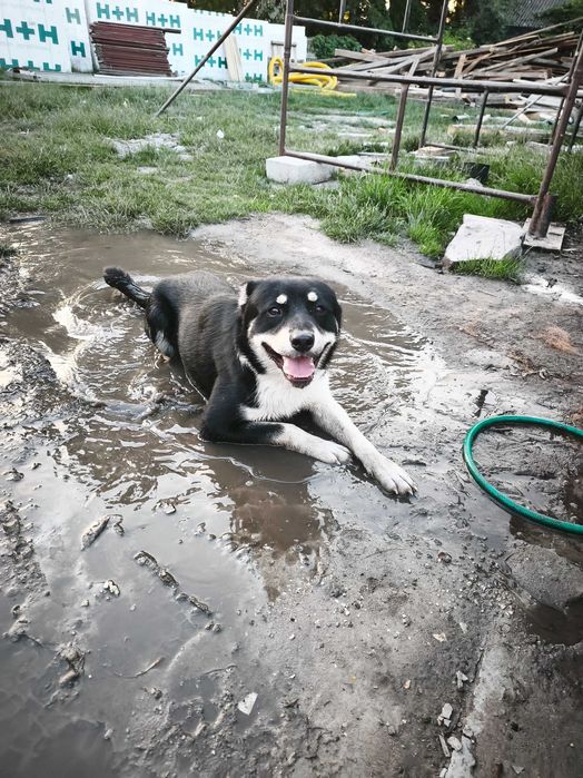 Pies w typie husky szuka domu